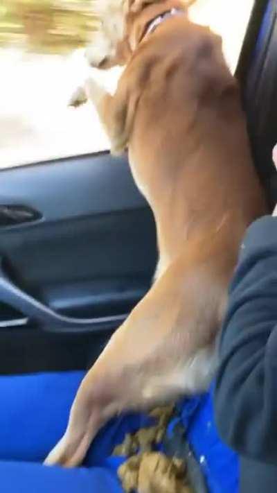 When you go to the shelter “just to look”