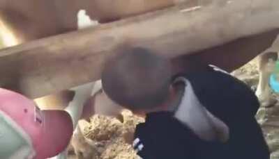 Funny kid doesn't know cows are only female
