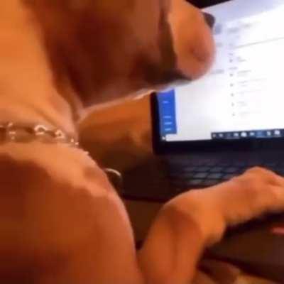 Sigma tip #778: use your dog/cat/child to review your work for you.