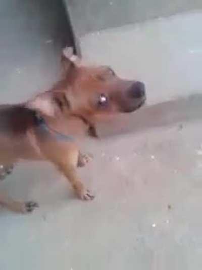 Cachorro vascaíno fodase