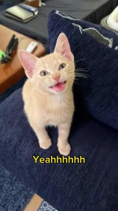 Spicy Kitten 😸🌶️