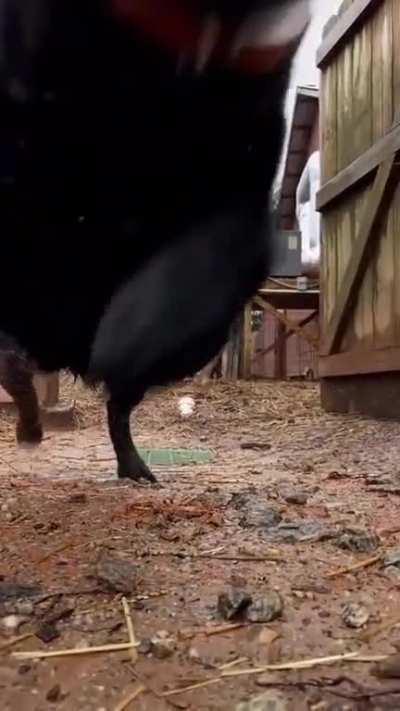 Dogs going out to play.