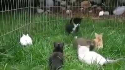 Kittens think they're bunnies