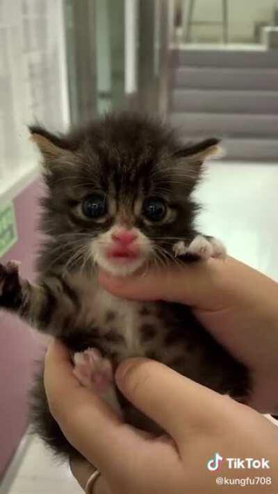 Little criminal won’t go without a fight