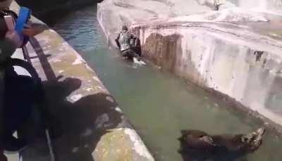 Руководство нсли на вас напал медведь