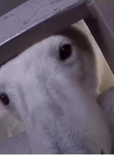 Polar bears are no laughing matter...