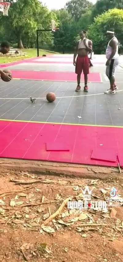 Squirrel tryna play ball