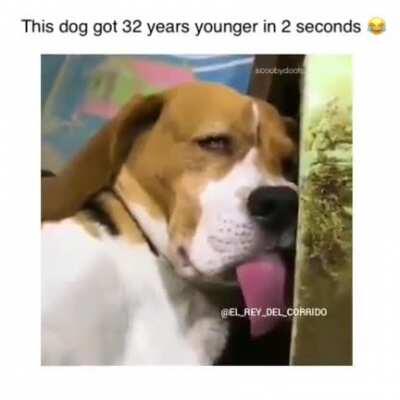 This dog got 32 years younger in 2 seconds