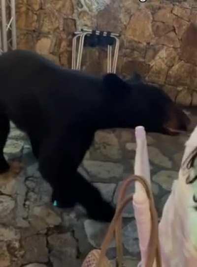 Another uninvited wedding guest causing a ruckus!