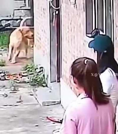 Dog sensed its owner's presence just by her scent.