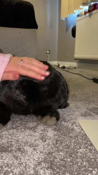 Vets said Oreo needed to lose some weight... guess she is a little chunky isn’t she 🙊 (ignore the food round her mouth 😂)