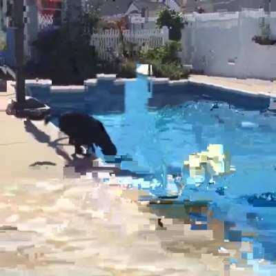 Got to get that tennis ball somehow!