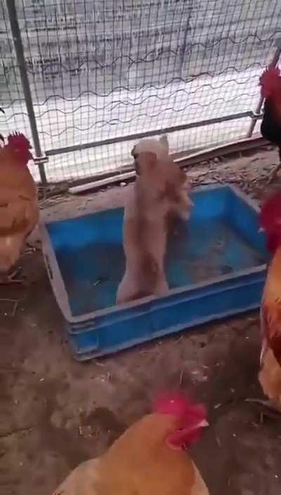 Chickens hosting illegal underground fight between the two puppies