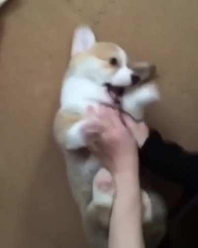 No, NO! I'm being ambushed!! ...do it again.