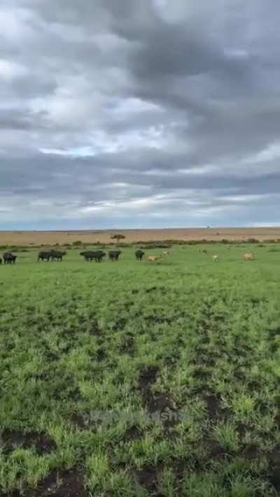 Not today, Jungle King.