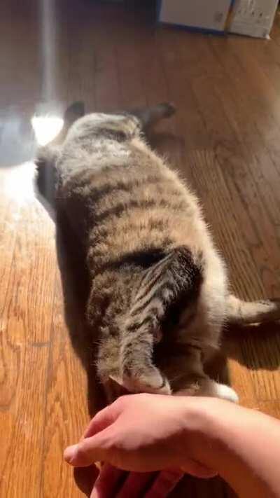 We love our cat, Cece. She’s just the best.