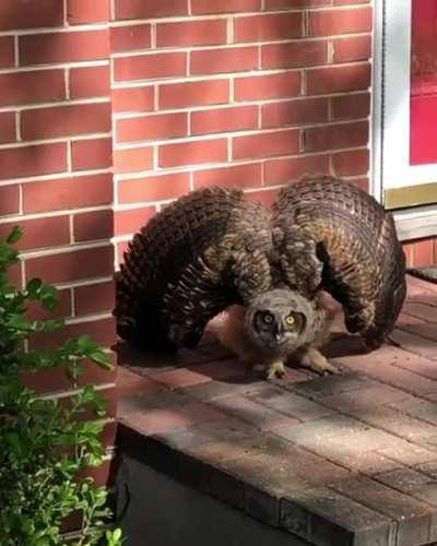 You’re coming home and get greeted by this owl. What do you do?