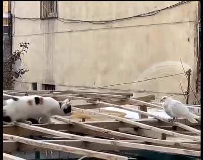 Cat getting ready to…