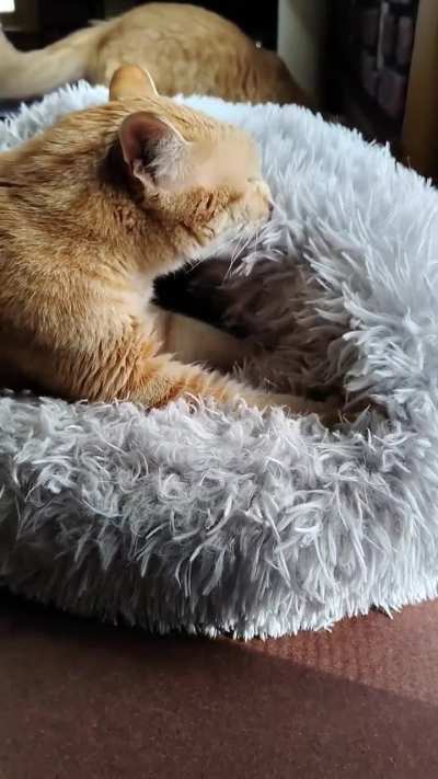 After dinner biscuits with a few observers 😺😺
