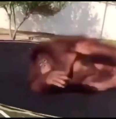 Orangutan chillin on a trampoline.