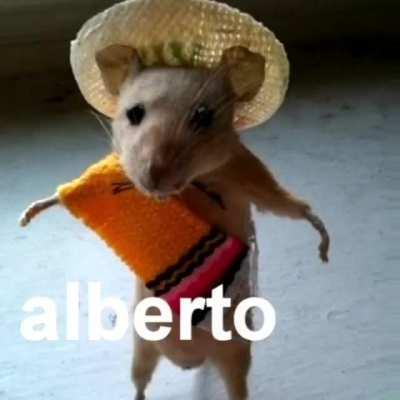 Alberto the cousin of Hampter.