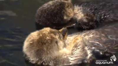 🔥 Sea otters hold hands to stop them from drifting apart and losing each other when they sleep in the water.