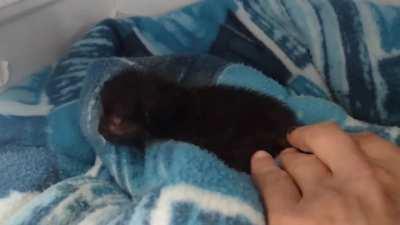 Time to feed inmate Timothy, open the cage 