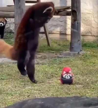 Red Panda got a new toy..