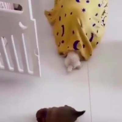 Blanketius, the great devourer.