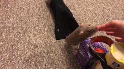 My amazing rat Bean doing a fun sensory agility course!