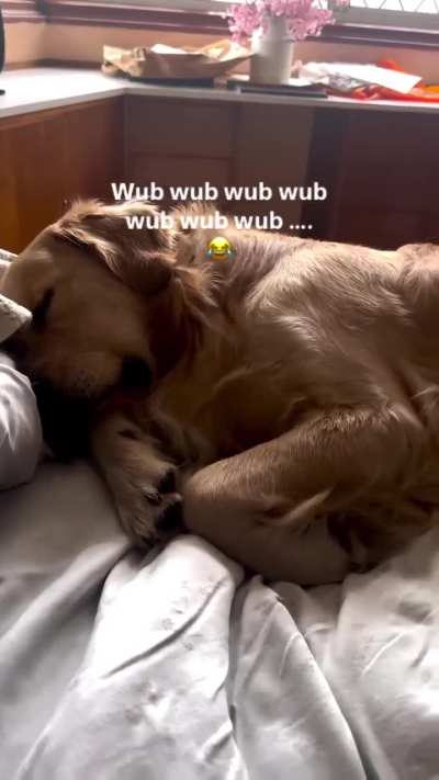 Dog sleeping like a cartoon