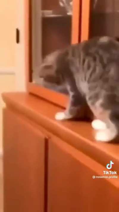 Só os pets Zezinhos