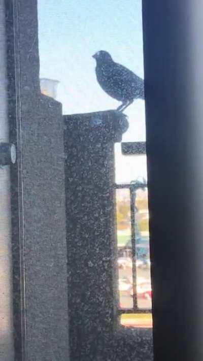 Woke to a lone crow making the sweet throat sound on my balcony this morning.