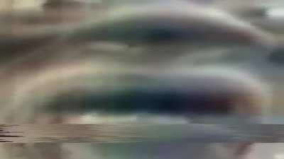 novo SCP é descoberto em um puteiro, confira as gravações da suposta criatura