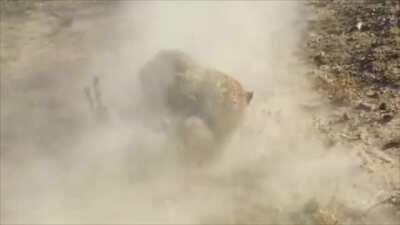 A family of Warthogs leaving their burrow...