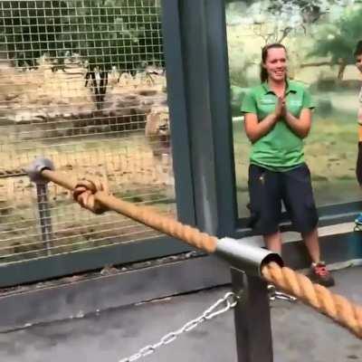 Three man tug of war against a lion.