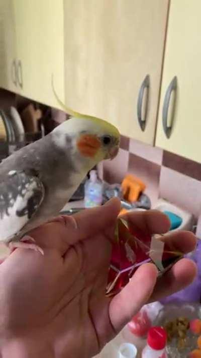 Loki gets very angry when you try to pick an object that he likes. This is a more mellow reaction, he gets angrier when you take a phone if hes on it. Is this normal for young ones?