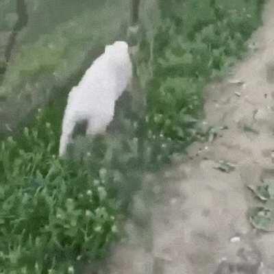 Me trying to save my carry :)