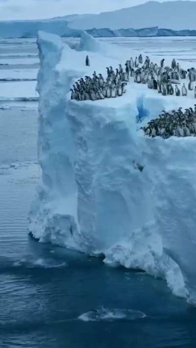 Emperor penguin chicks leap off a 50-foot ice cliff to take their first swim in the Antarctic waters (behavior filmed for the very first time by Bertie Gregory)