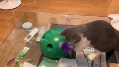 That's an ingenious cat toy.