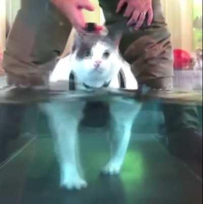 Blursed fitness maintenance