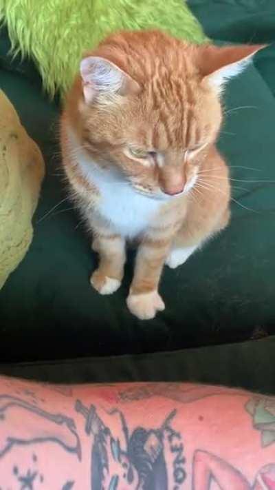 I’ve been cat-sitting a very shy boy. Today I was chosen.