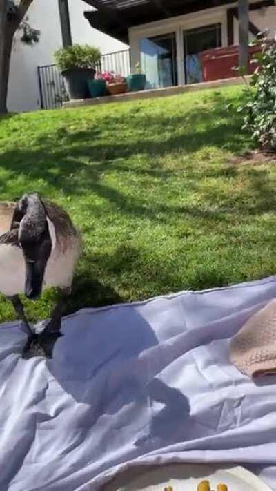 Trying to enjoy lunch