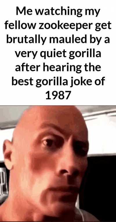 gorilla