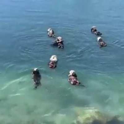 🔥 otters just chilling..
