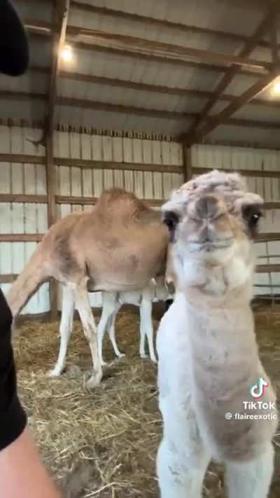 Baby camel says "Hey".