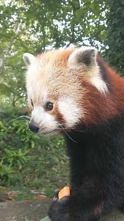 Betty eating some carrot (Manor Wildlife Park)