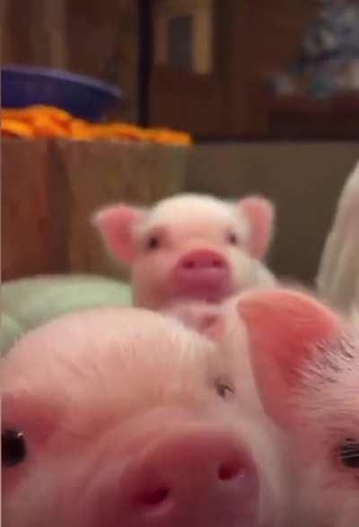 Look at these cute little pigs 😍 (oc)