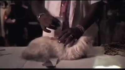 Sonunda sınırsız elektrik bulundu