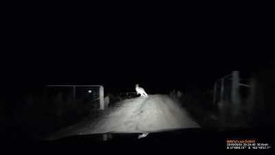 Kangaroo attacks car. (Sorry if repost.)